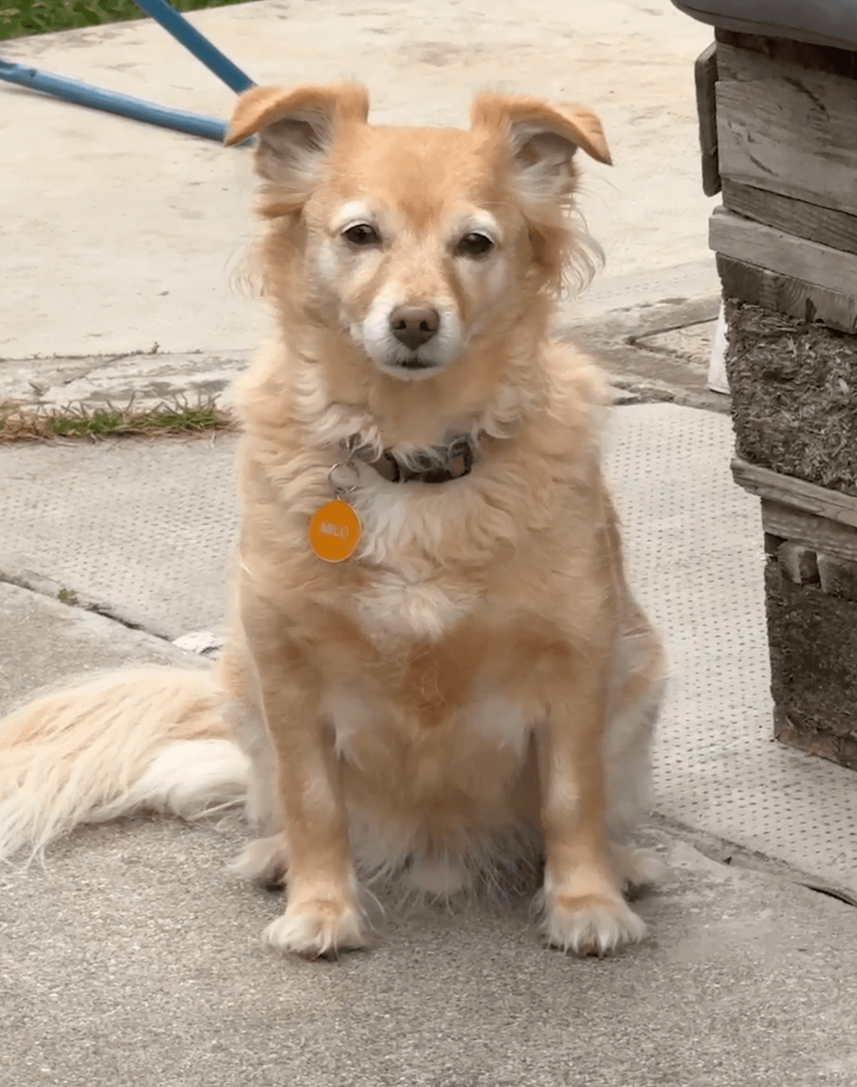 Milo